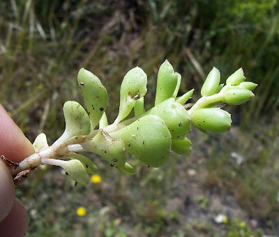 Borracina spinosa Borracina spinosa