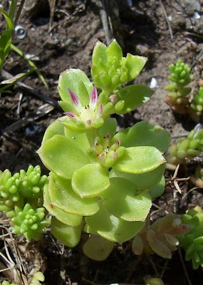 Borracina spinosa Borracina spinosa