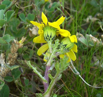Coastal Ragwort Coastal Ragwort