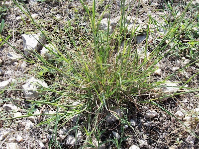 Yellow bluestem