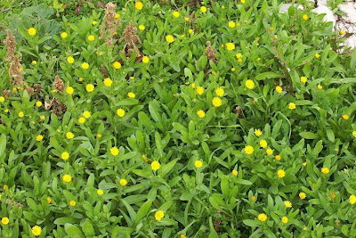 Calendula arvensis,
Acker-Ringelblume,
erva-vaqueira,
field marigold,
field-marigold,
Fiorrancio selvatico,
maravilla del campo,
souci des champs Calendula arvensis,
Acker-Ringelblume,
erva-vaqueira,
field marigold,
field-marigold,
Fiorrancio selvatico,
maravilla del campo,
souci des champs