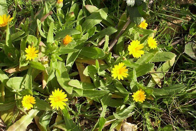Calendula arvensis,
Acker-Ringelblume,
erva-vaqueira,
field marigold,
field-marigold,
Fiorrancio selvatico,
maravilla del campo,
souci des champs Calendula arvensis,
Acker-Ringelblume,
erva-vaqueira,
field marigold,
field-marigold,
Fiorrancio selvatico,
maravilla del campo,
souci des champs