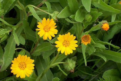 Calendula arvensis,
Acker-Ringelblume,
erva-vaqueira,
field marigold,
field-marigold,
Fiorrancio selvatico,
maravilla del campo,
souci des champs Calendula arvensis,
Acker-Ringelblume,
erva-vaqueira,
field marigold,
field-marigold,
Fiorrancio selvatico,
maravilla del campo,
souci des champs