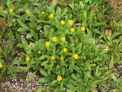 Calendula arvensis,
Acker-Ringelblume,
erva-vaqueira,
field marigold,
field-marigold,
Fiorrancio selvatico,
maravilla del campo,
souci des champs Calendula arvensis,
Acker-Ringelblume,
erva-vaqueira,
field marigold,
field-marigold,
Fiorrancio selvatico,
maravilla del campo,
souci des champs