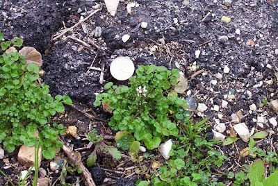 Hairy bittercress