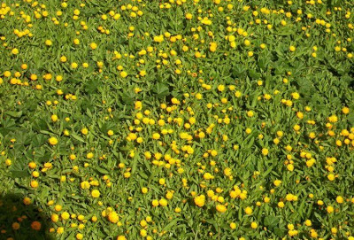 Calendula arvensis,
Acker-Ringelblume,
erva-vaqueira,
field marigold,
field-marigold,
Fiorrancio selvatico,
maravilla del campo,
souci des champs Calendula arvensis,
Acker-Ringelblume,
erva-vaqueira,
field marigold,
field-marigold,
Fiorrancio selvatico,
maravilla del campo,
souci des champs