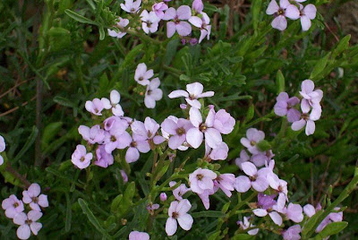 Cakile maritima,
European searocket,
Ravastrello marittimo,
sea rocket Cakile maritima,
European searocket,
Ravastrello marittimo,
sea rocket