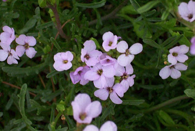 Cakile maritima,
European searocket,
Ravastrello marittimo,
sea rocket Cakile maritima,
European searocket,
Ravastrello marittimo,
sea rocket