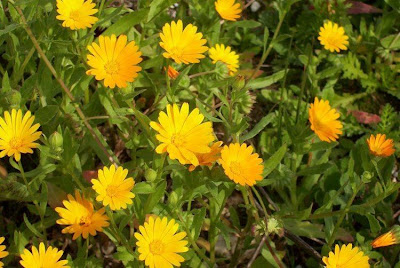 Calendula arvensis,
Acker-Ringelblume,
erva-vaqueira,
field marigold,
field-marigold,
Fiorrancio selvatico,
maravilla del campo,
souci des champs Calendula arvensis,
Acker-Ringelblume,
erva-vaqueira,
field marigold,
field-marigold,
Fiorrancio selvatico,
maravilla del campo,
souci des champs