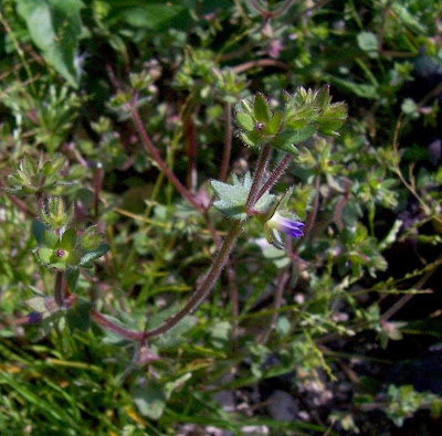 Campanula minore Campanula minore