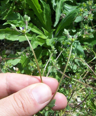 Campanula minore Campanula minore