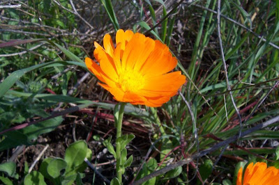 Calendula officinalis,
calendula,
Fiorrancio coltivato,
marigold,
pot marigold,
pot-marigold,
ruddles,
Scotch Marigold,
Scotch-marigold,
Scottish-marigold Calendula officinalis,
calendula,
Fiorrancio coltivato,
marigold,
pot marigold,
pot-marigold,
ruddles,
Scotch Marigold,
Scotch-marigold,
Scottish-marigold