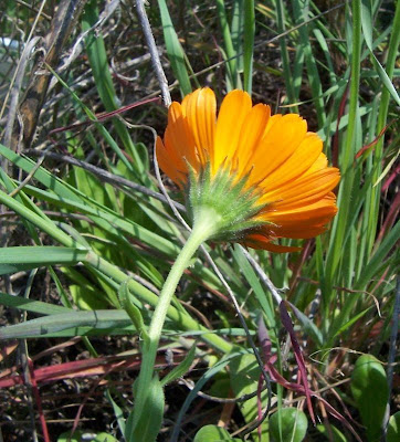 Calendula officinalis,
calendula,
Fiorrancio coltivato,
marigold,
pot marigold,
pot-marigold,
ruddles,
Scotch Marigold,
Scotch-marigold,
Scottish-marigold Calendula officinalis,
calendula,
Fiorrancio coltivato,
marigold,
pot marigold,
pot-marigold,
ruddles,
Scotch Marigold,
Scotch-marigold,
Scottish-marigold