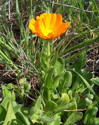 Calendula officinalis,
calendula,
Fiorrancio coltivato,
marigold,
pot marigold,
pot-marigold,
ruddles,
Scotch Marigold,
Scotch-marigold,
Scottish-marigold Calendula officinalis,
calendula,
Fiorrancio coltivato,
marigold,
pot marigold,
pot-marigold,
ruddles,
Scotch Marigold,
Scotch-marigold,
Scottish-marigold