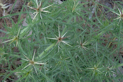 Fiordaliso stellato Fiordaliso stellato