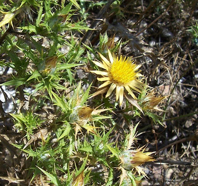 Clustered Carline Thistle