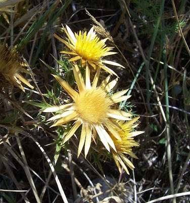 Clustered Carline Thistle