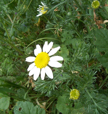 Camomilla tomentosa