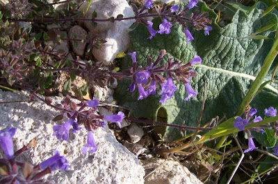 Acinos suaveolens (S. et Sm.) G. Don