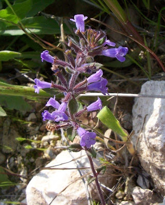 Acinos suaveolens (S. et Sm.) G. Don