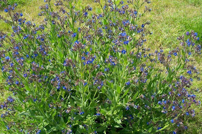 Garden anchusa