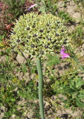 Broadleaf garlic Broadleaf garlic