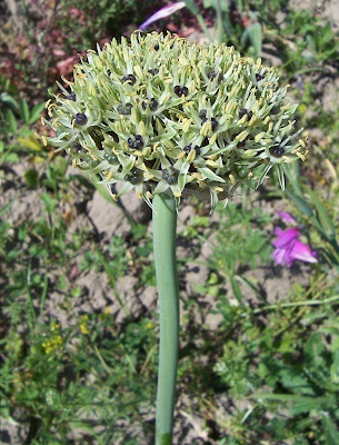 Broadleaf garlic Broadleaf garlic