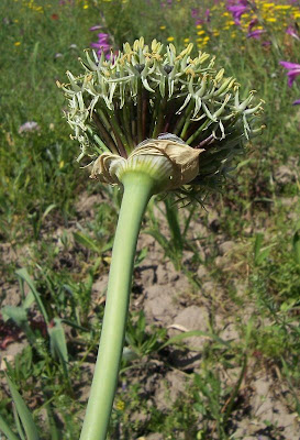 Broadleaf garlic Broadleaf garlic