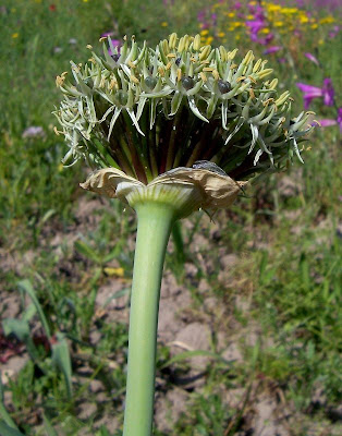 Broadleaf garlic Broadleaf garlic