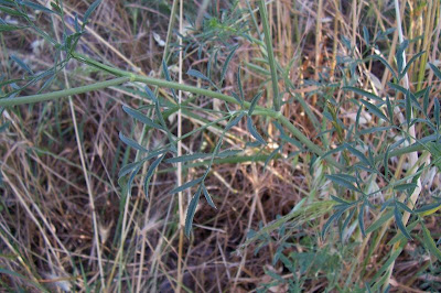 Bisnaguinha-do-campo Bisnaguinha-do-campo