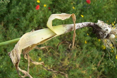 Broadleaf garlic Broadleaf garlic
