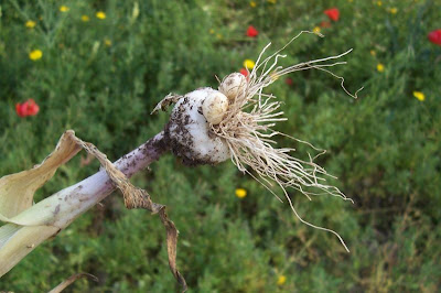 Broadleaf garlic Broadleaf garlic