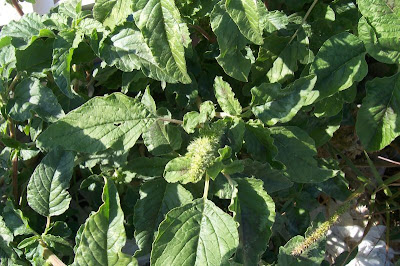 Amaranthus retroflexus L.