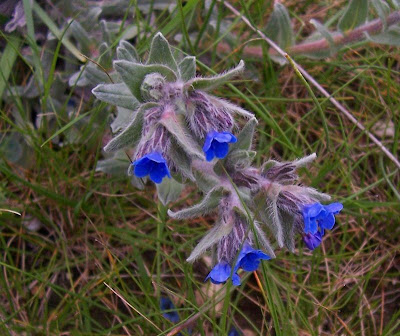 Dyer's bugloss