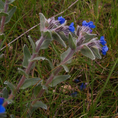 Dyer's bugloss