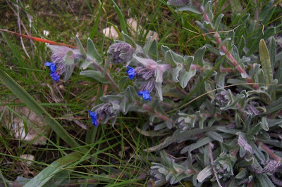 Dyer's bugloss