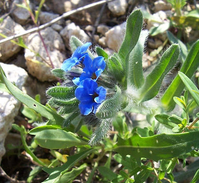 Dyer's bugloss