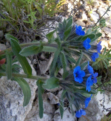 Dyer's bugloss