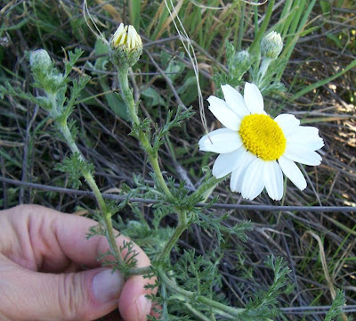 Camomilla tomentosa
