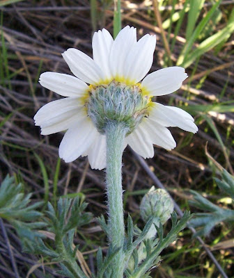 Camomilla tomentosa