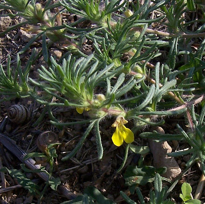 Ajuga chamaepitys (L.) Schreber