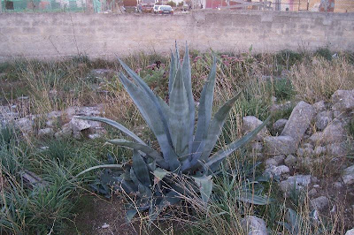 Agave americana L.