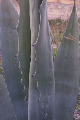 Agave americana L.
