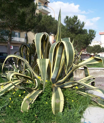 agave_americana_var._marginata_2.jpg