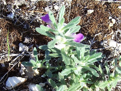 Ajuga iva (L.) Schreber