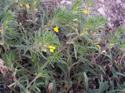 Ajuga chamaepitys (L.) Schreber
