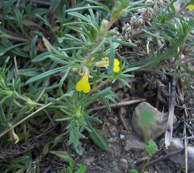 Ajuga chamaepitys (L.) Schreber
