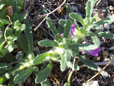 Ajuga iva (L.) Schreber
