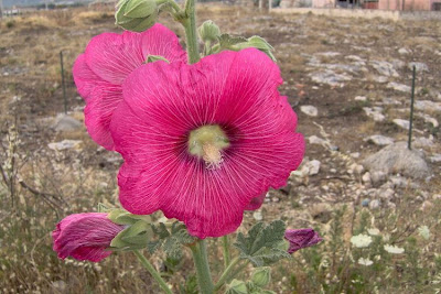 Gew�hnliche Stockrose