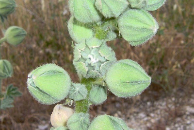 Gew�hnliche Stockrose